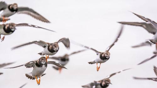 Close-up low angle view of birds