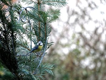 Low angle view of bird perching on tree