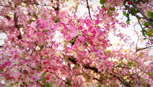 Low angle view of pink flowers blooming on tree