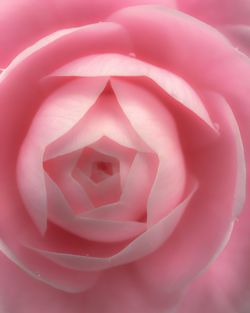 Close-up of pink rose