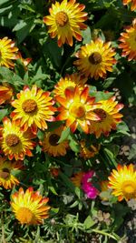 High angle view of bee on yellow flowers