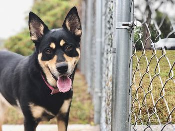 Close-up portrait of dog