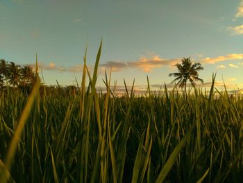 Close-up of plants growing on field against sky