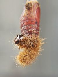 Close-up of bee pollinating