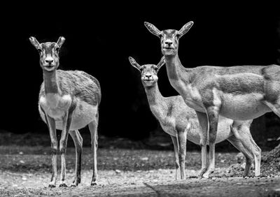 Portrait of deer standing on field