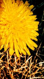 Close-up of dandelion