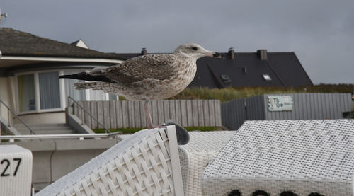 Seagull perching on a railing