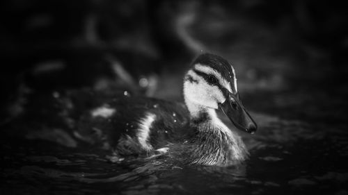 Close-up of a duck swimming in lake