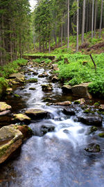 View of stream in forest