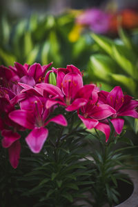 Close-up of pink flowering plants