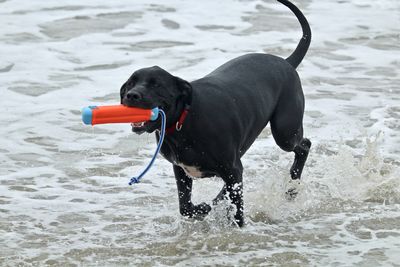 Black dog running on beach