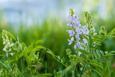 Close-up of purple flowering plant on field