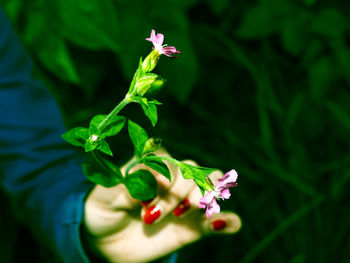 Close-up of pink flower