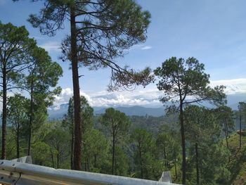 Trees in forest against sky
