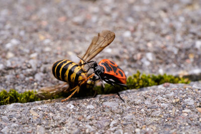 Vespula germanica, european wasp, german wasp, or german yellowjacket with red fire bug, soldier bug