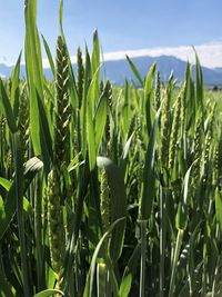 Close-up of crops growing on field against sky