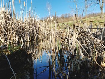 Panoramic shot of dry grass by lake against sky