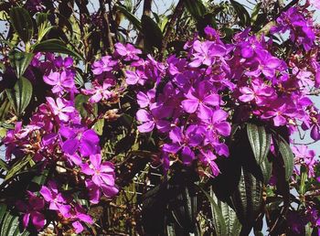 Close-up of purple flowers