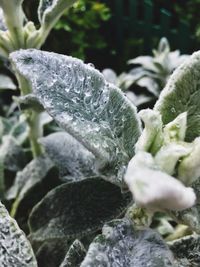 Close-up of frozen water on plant