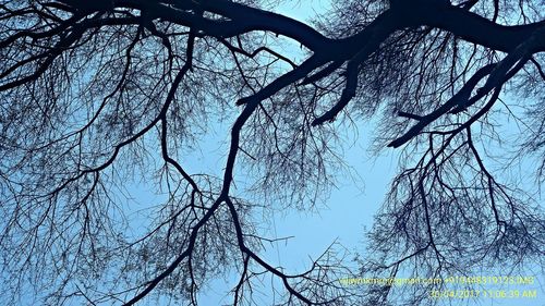 Low angle view of bare trees against clear sky