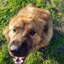 Close-up portrait of dog on field