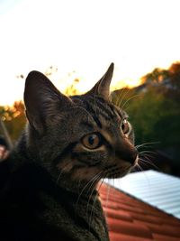 Close-up of a cat looking away