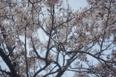 Low angle view of cherry blossom tree