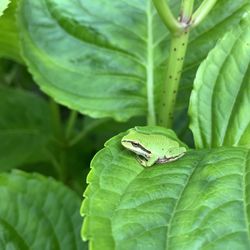 Close-up of insect on leaf