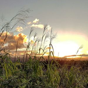 Scenic view of field against sky at sunset