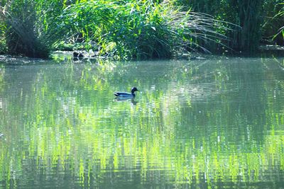 Ducks swimming in lake