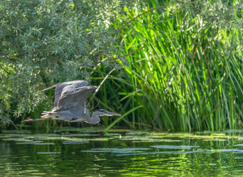 Bird flying over lake