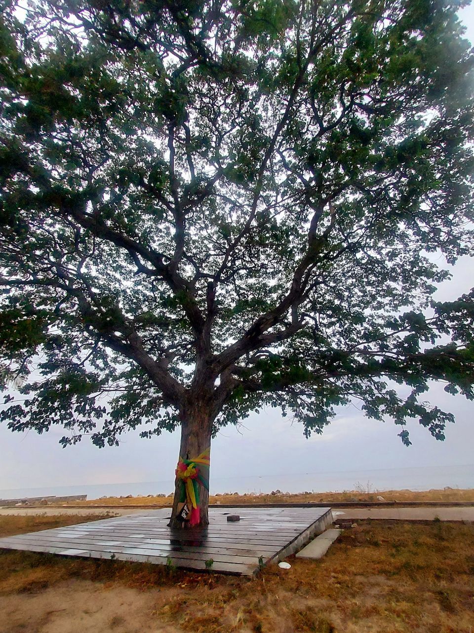 TREE ON SHORE AGAINST SKY