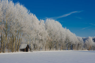 Snow covered trees against sky