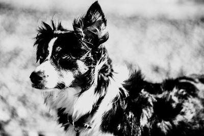 Close-up of dog looking away on field