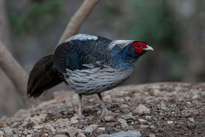 Close-up of a bird