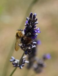 Close-up of bee pollinating on flower