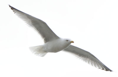 Low angle view of bird flying against clear sky