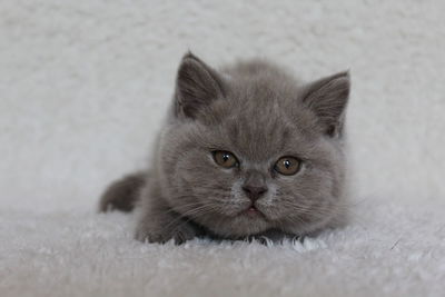 Close-up portrait of cat lying on floor