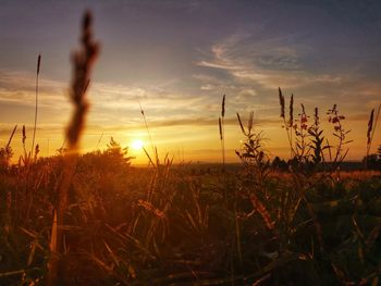 Scenic view of field against sky at sunset