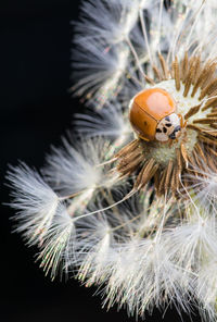 Close-up of caterpillar on a dandelion