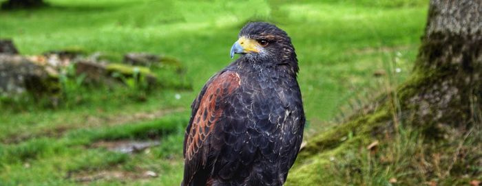 Close-up of eagle on field