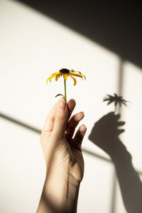 Close-up of hand holding plant