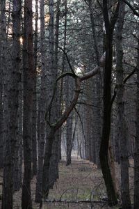 Trees in forest