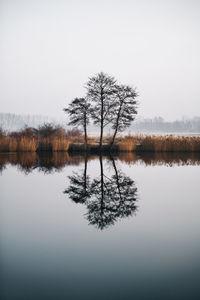 Tree by lake against sky