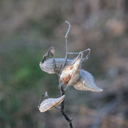 Close-up of insect on plant