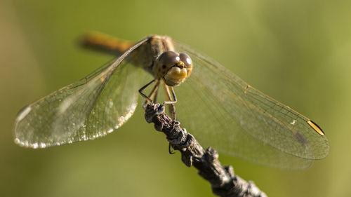 Close-up of dragonfly on leaf