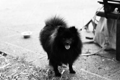 Close-up portrait of dog