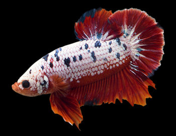 Close-up of fish swimming in aquarium