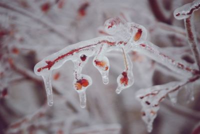 Close-up of frozen plant