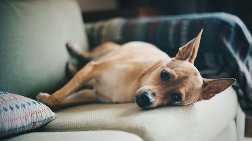 Close-up of dog resting